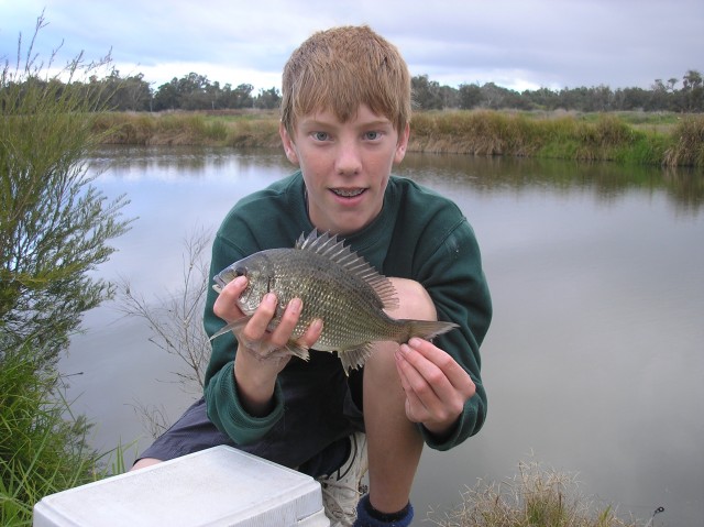 27cm bream